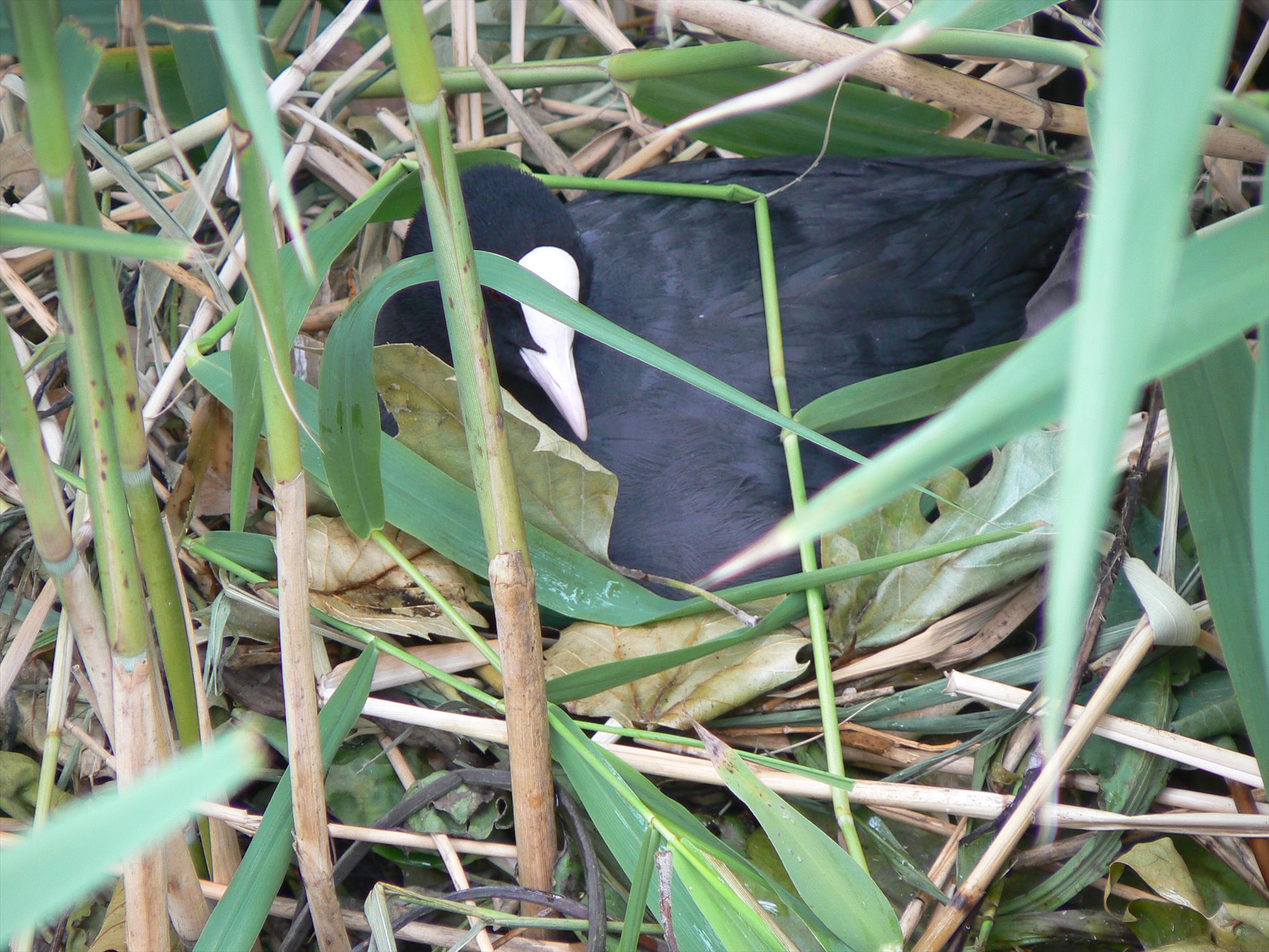 Pasari salbatice - p1030406.JPG